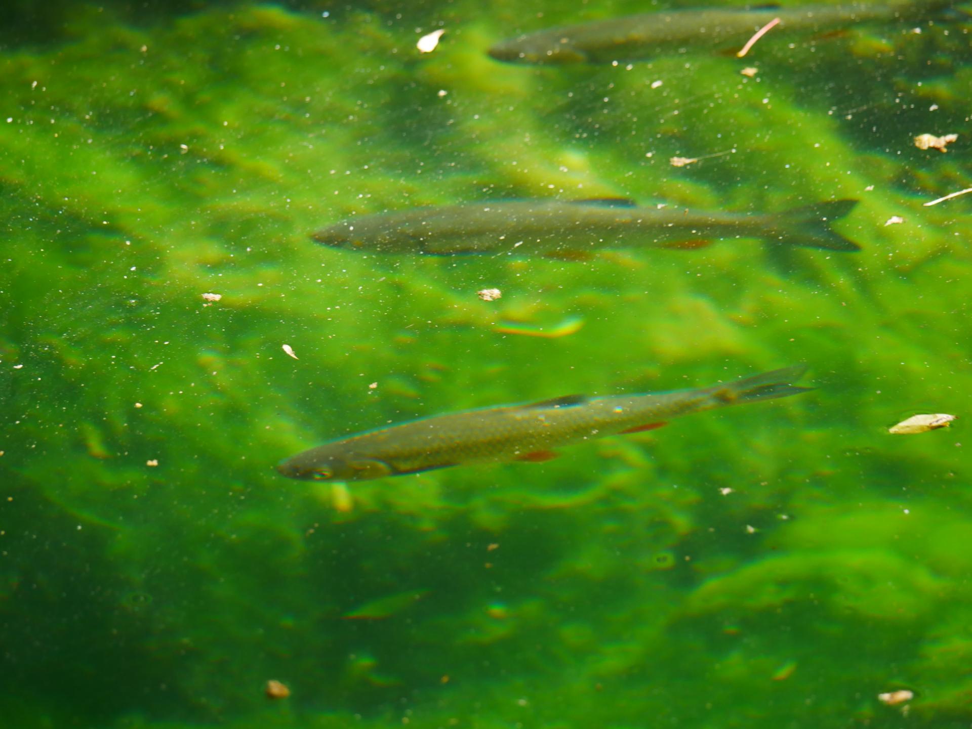 Gorges de pennafort callas var provence 10mn des gites du moulin 10