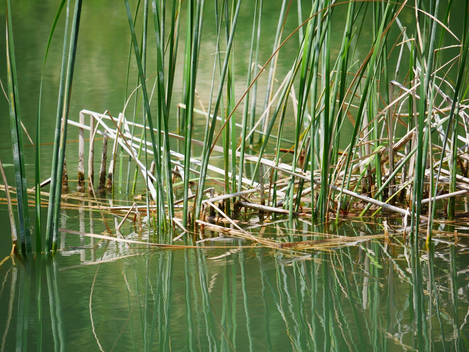 Le lac de la risse a callas dans le var provence 7