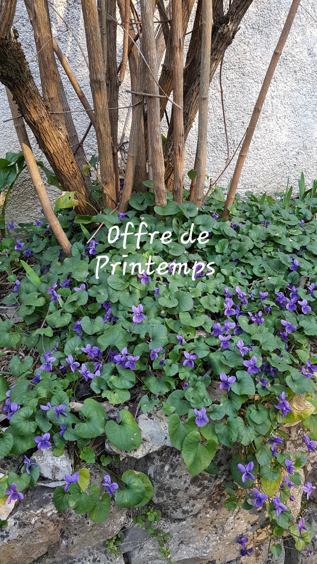 Offre printemps sejour amoureux jacuzzi spa 2021